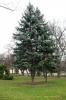 Picea pungens